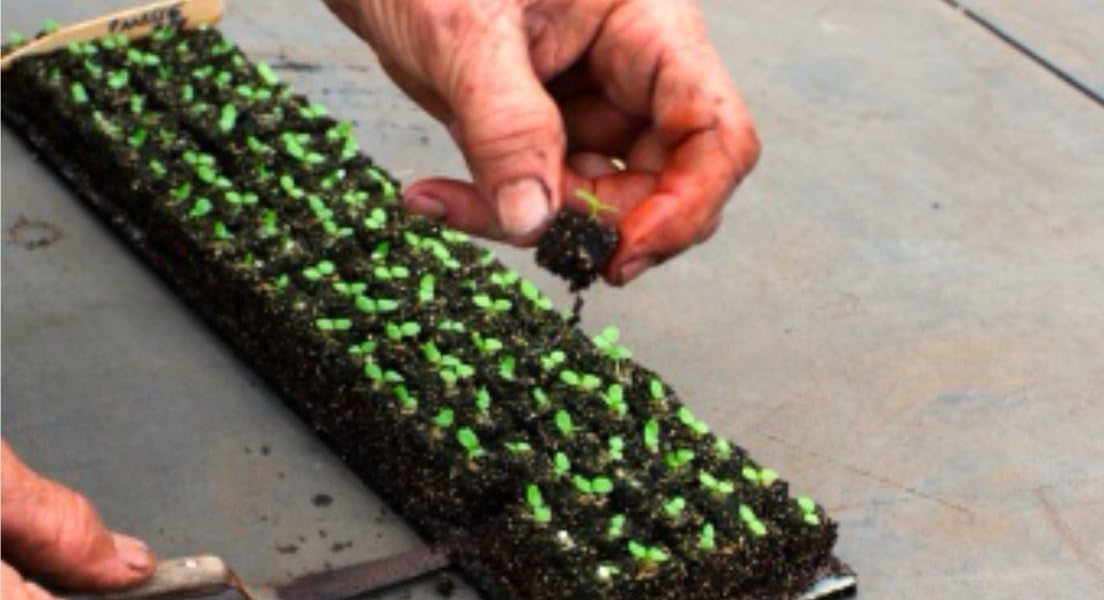 Ladbrooke Authentic Soil Block Maker - 2-Pc Set Includes Micro 20 with Cubic Inserts, Made in England