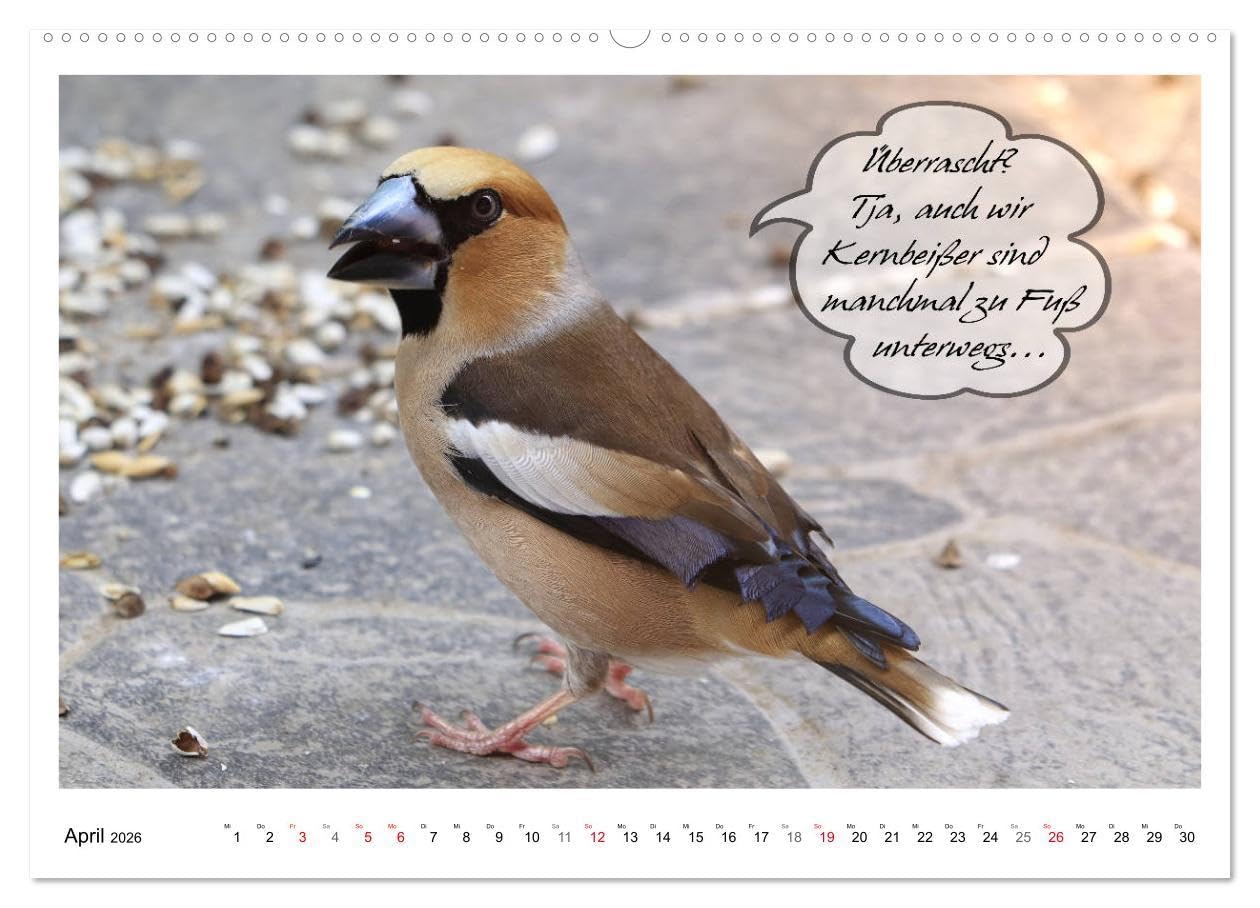 Vögel mit Humor (hochwertiger Premium Wandkalender 2026 DIN A2 quer), Kunstdruck in Hochglanz: Lustige Sprüche aus frechen Schnäbeln (CALVENDO Spass)