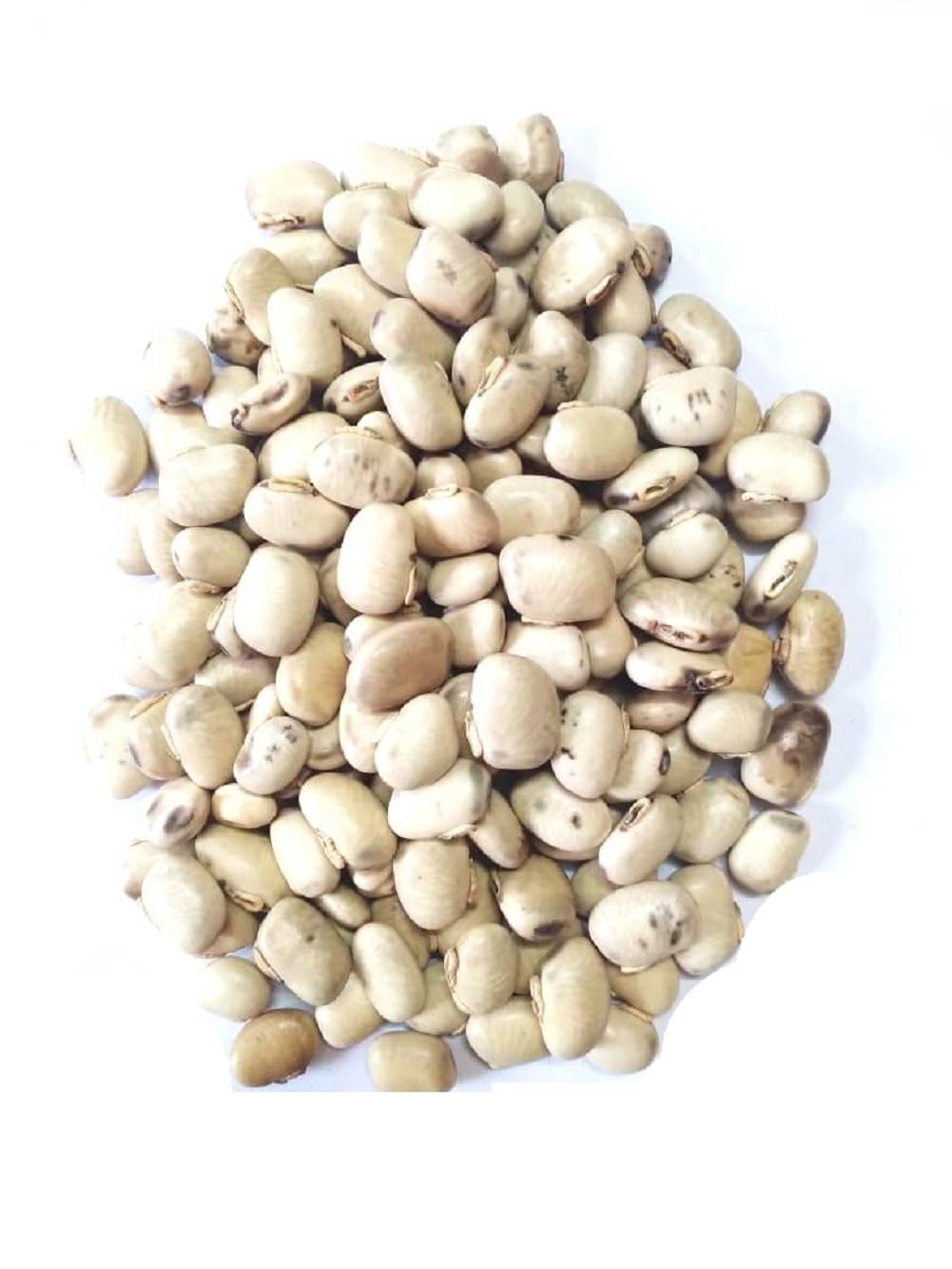 vinarghya – White Kaunch Seed/Safed Kaunch Beej/Mucuna Pruriens/Kapikachchhu/Konch/Gonca/Kavach/Tatgajuli/Banar Kakua/Naikuruna/Baikhujnee/Poonaikkali/Doolagondi – 200gm 1