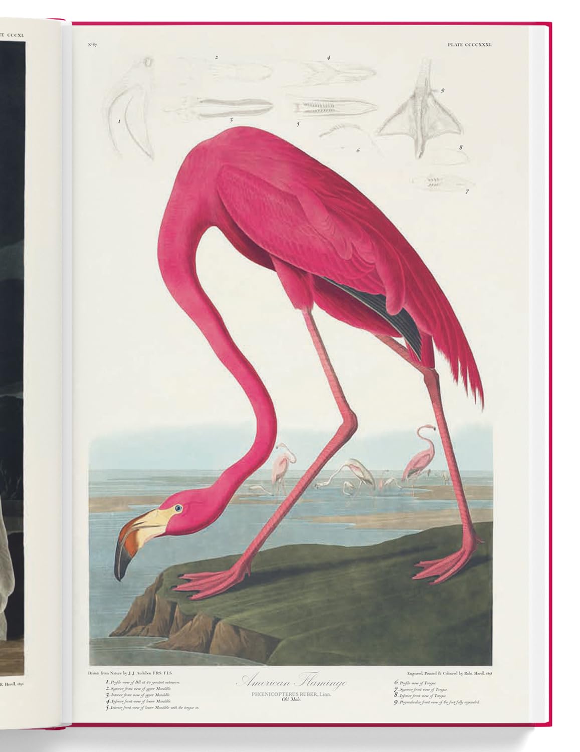 The Birds of America