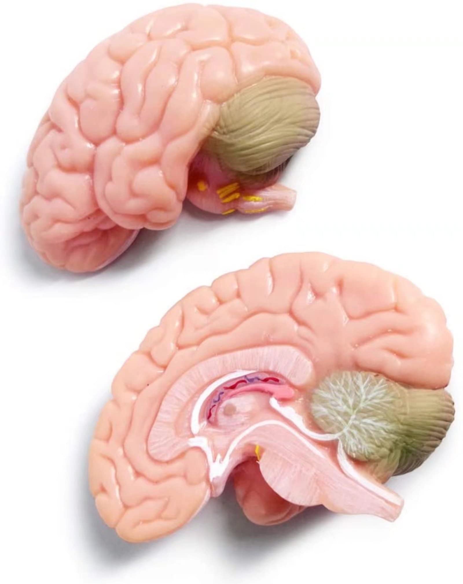 Cranio Umano in Miniatura 3 Pezzi con Cervello in 2 Parti, Modello Educativo per Apprendimento