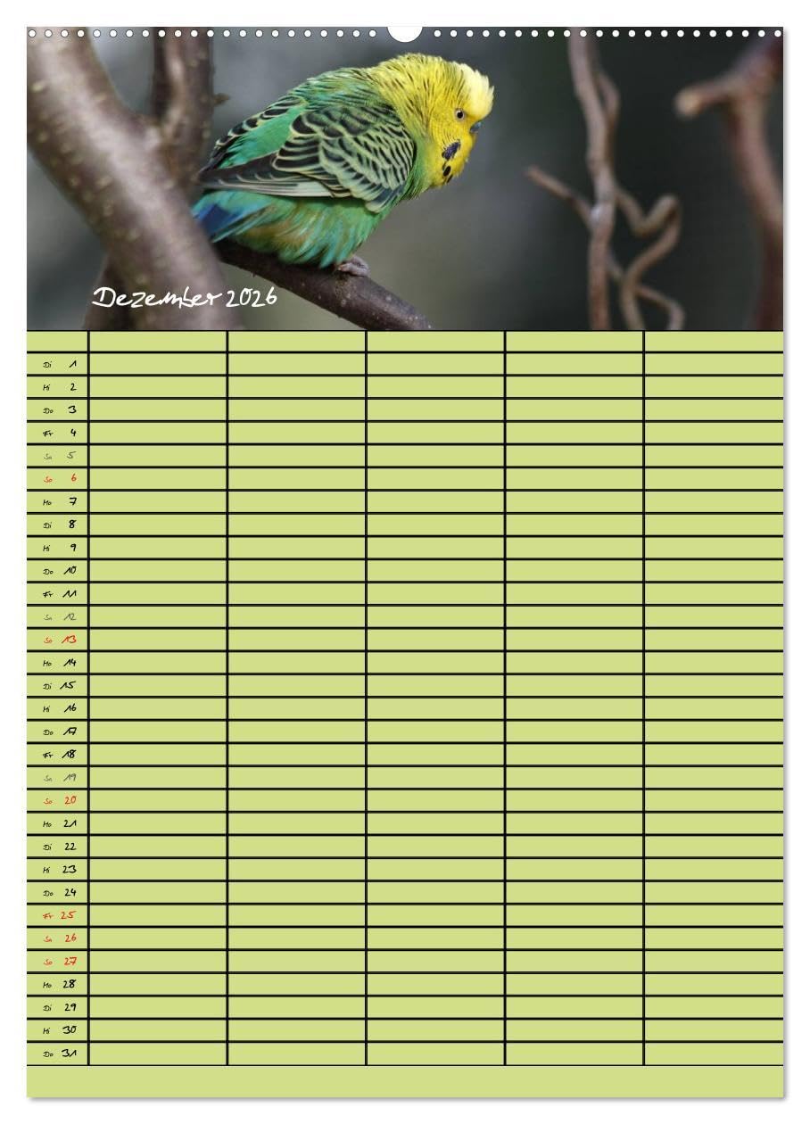 Der Wellensittich-Familienplaner (Wandkalender 2026 DIN A2 hoch), CALVENDO Monatskalender: Putzige Piepmätze (CALVENDO Tiere)