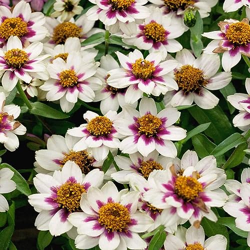 Image of 50 Seeds- Zinnia Zahara Rose Flower Seeds For Planting Home Garden - Grow Year Round