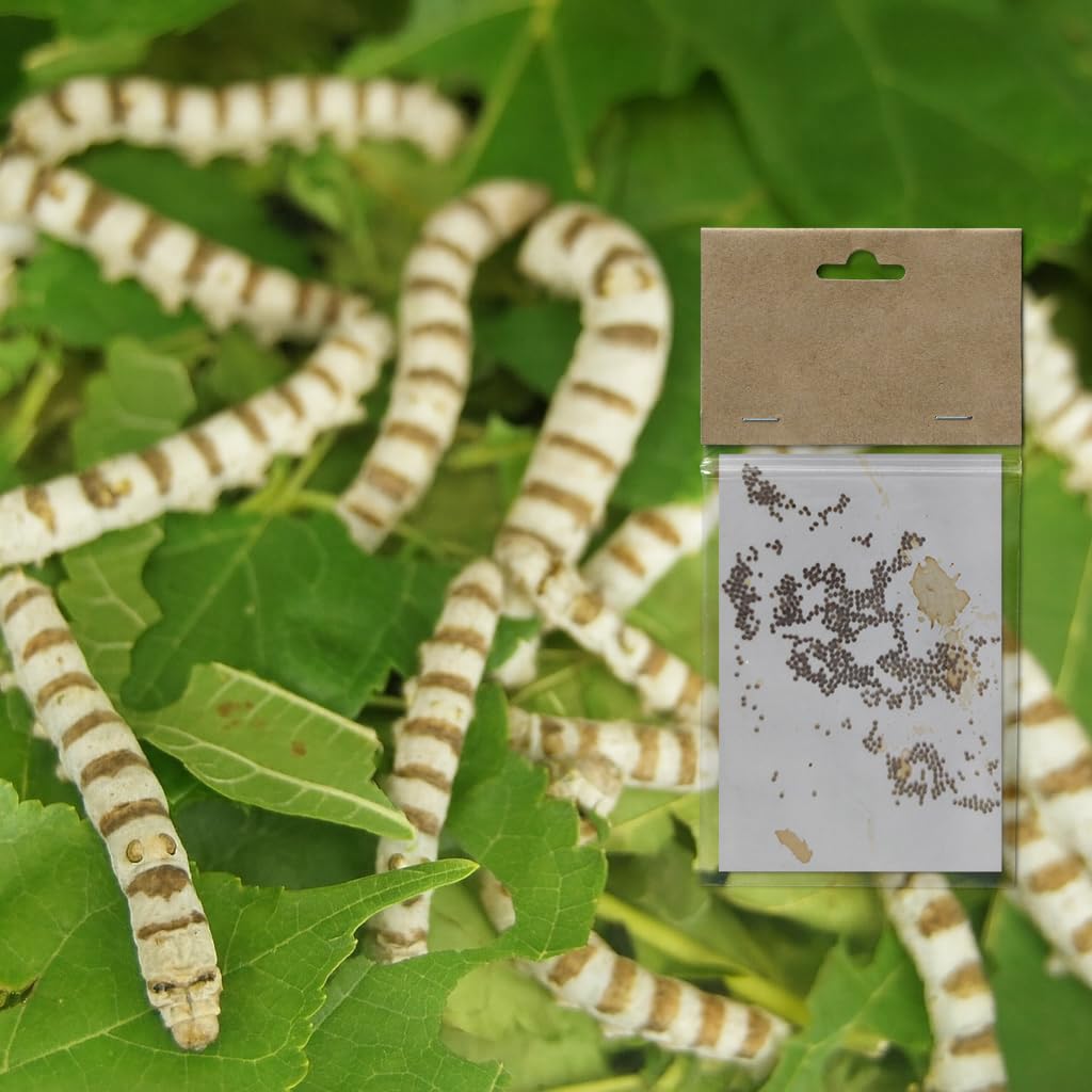 Genérico Vers à Soie Race RÂLÉS - 50 Oeufs - Éclosionnent en 25 jours - Cocons de Soie Naturels - Couleur Soie Blanc et/ou Rose