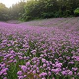 Las flores silvestres de esta colección son plantas de jardín puras y coloridas, ideales para dar a las áreas un aspecto natural.