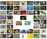 50 Postkarten mit verschiedenen Tiere Motiven