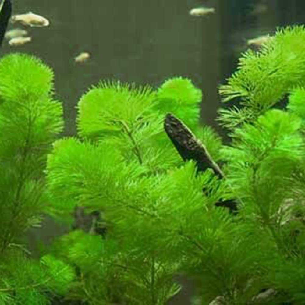 Semi Ceratophyllum Demersum Per Acquario | 100 Pezzi | Pianta Acquatica Decorativa - Foto 3