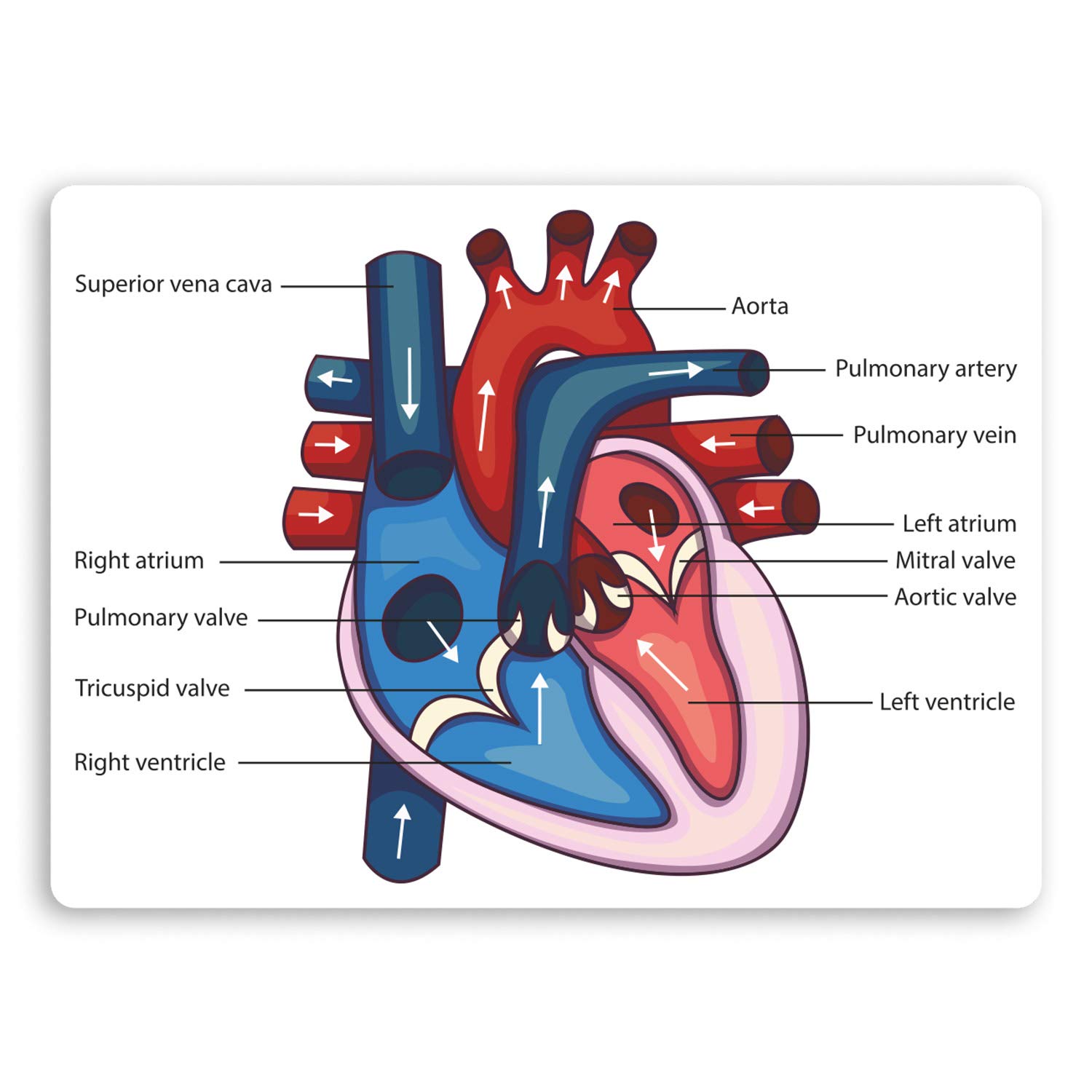 Destination Vinyl Ltd Multi 2 X 10Cm Human Heart Diagram Vinyl Stickers - Science Biology Sticker #34420 (10Cm Wide)
