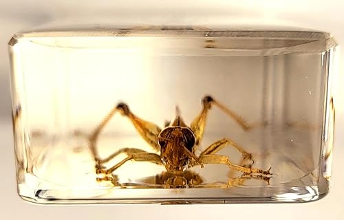 Miniatura 132 de Escarabajo de algodoncillo azul cobalto real de 1.732 in en espécimen de resina de lucita cristalina, insectos, insectos preservados, colección