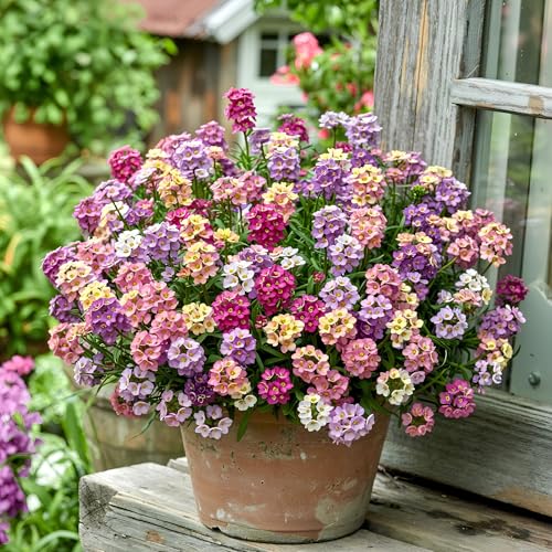 Image of BlimBurn Alyssum Flowers Mix Seed - 100+ Hybrid Seeds, All Year Grow, Easy To Grow & Care.