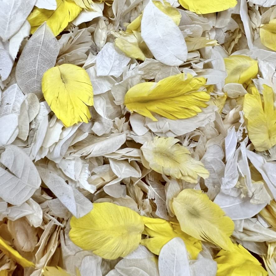 Dollz Confetti Biodegradable Ivory & Yellow Wedding Flower – 1 Litre Natural Dried Petals for Decorations, Aisle, Festivals, girl basket and more (Ivory Yellow) (IvoryPFF)