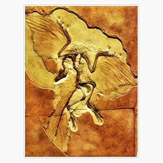 Archaeopteryx- The Berlin Specimen Fossil in Sandstone Colour Print Sticker Decal Size 5