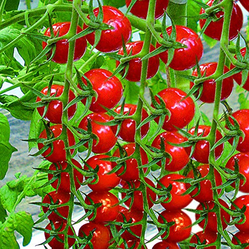 種 プチぷよの人気商品 通販 価格比較 価格 Com