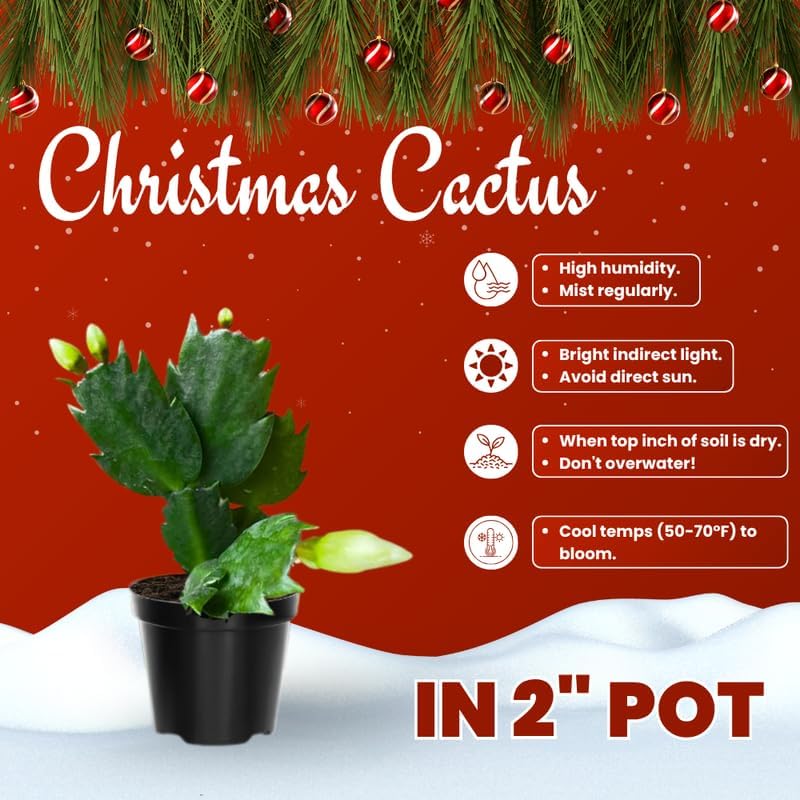 Vista 3 de Plantas de cactus de Navidad rosas vivas en maceta de 2 pulgadas, vibrantes flores de cactus de Navidad, planta de cactus perenne, planta suculenta