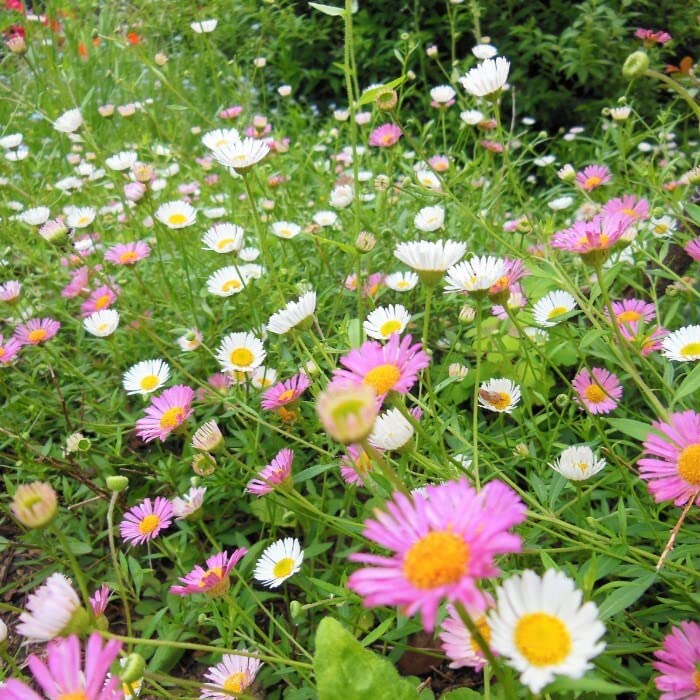 Amazon.co.jp: エリゲロン 苗 スパニッシュデージー 3号 源平小菊 花苗