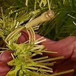 Review Image by Amazon Customer Amazon Customer