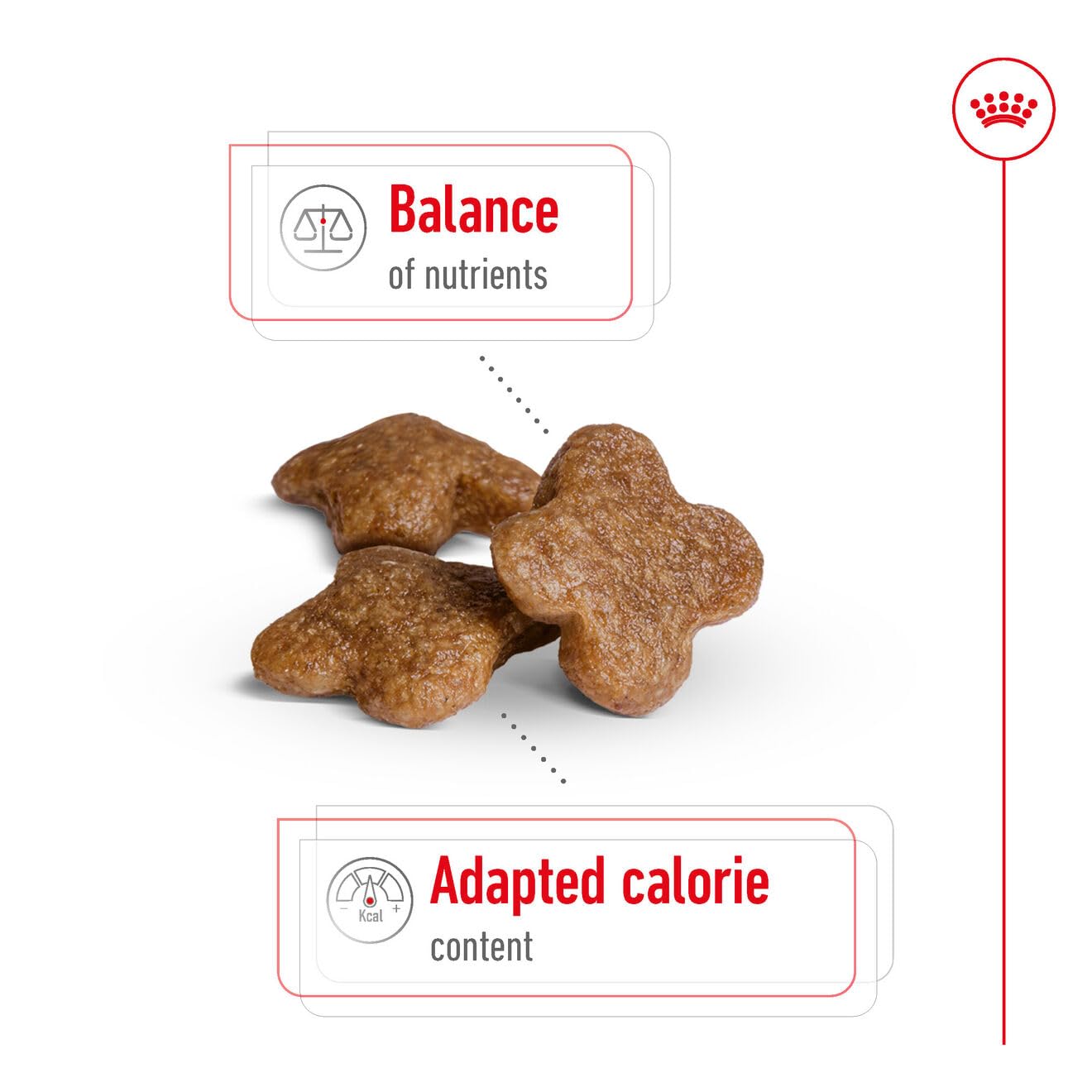 Royal Canin Mini Adult 8+ Hunde-Trockenfutter 4 Kg – Für Kleine Hunde Ab 8 Jahren