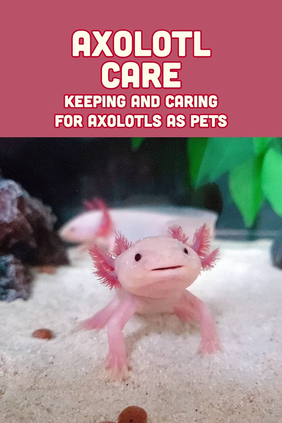 Buy Axolotl Care Keeping and Caring for Axolotls as Pets How to Look After An Axolotl Online