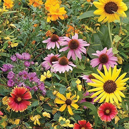 Urban Turtle Wildflower Seeds Butterfly and Humming Bird Mix 20+ Seeds Pack (All Season Seeds) (B09TJM4ZCD) Amazon Price History, Amazon Price Tracker