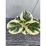 商品お届け規格：3号ポット苗 鉢素材：プラスチック鉢（入荷状況により鉢の色や形が写真と違う場合がございます） ※植物につき、高さや形状には誤差がございます。あらかじめ、ご了承くださいませ。 ※写真はイメージ写真です。個体差があり、株により斑の入り方や切れ葉、株姿が違います。 ※当店ではなるべく生育の良い状態の商品の発送を心がけておりますが、斑入り葉のため、葉っぱのこすれなどによる多少の痛みやシミが目立つ場合がございます。植物という商品の性質のため、恐れ入りますが、予めご了承をお願いいたします。