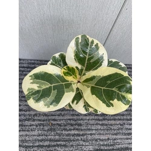 観葉植物 カシワバゴム」の人気商品一覧 | 安い商品を通販サイトから