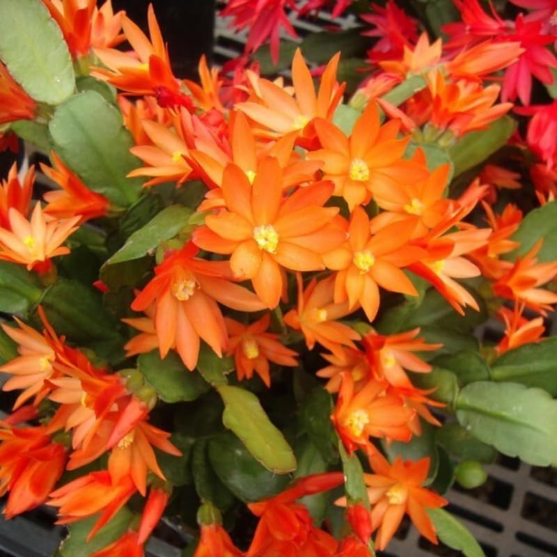 Miniatura 7 de Planta de cactus de Pascua naranja viva, plantas de interior que florecen en las fiestas, plantas de interior vivas, suculentas bien arraigadas de 5