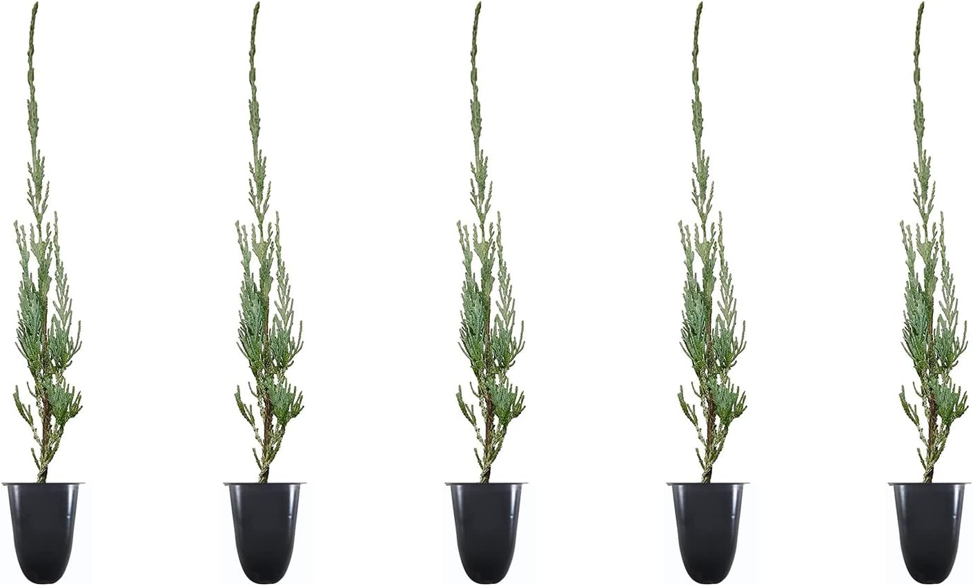 Skyrocket Juniper | 5 Live Trees | Juniperus Scopulorum | Upright Columnar Evergreen