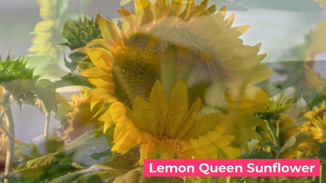 sunflower Sunflowers Soraya Seeds, Halifax Seed - Kool Breeze Farms