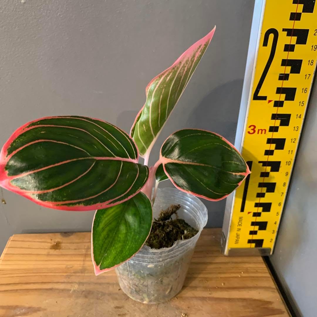 アグラオネマ ロータスデライト 2 アグラオネマアンダマン