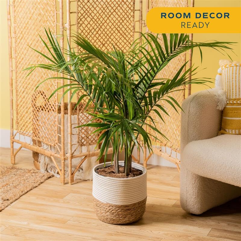 Image of Costa Farms Live Majesty Palm Indoor Houseplant, Large 3-4 Feet Tall Tropical Palm Tree in Planter Pot, Real Indoor Tree for Living Room Decor, Natural Air Purifying Pet Friendly House Plants