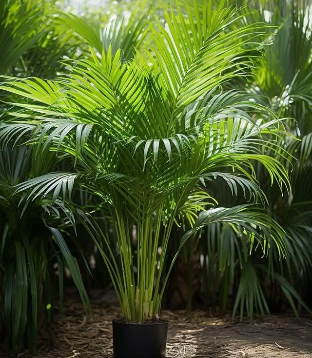 Image of Live Areca Palm Plant for Home & Office | Indoor Outdoor Plant | Air Purifying Ornamental Green Plant | Easy to Grow Decorative Plant | Low Maintenance | Without Pot (1ft to 2ft)