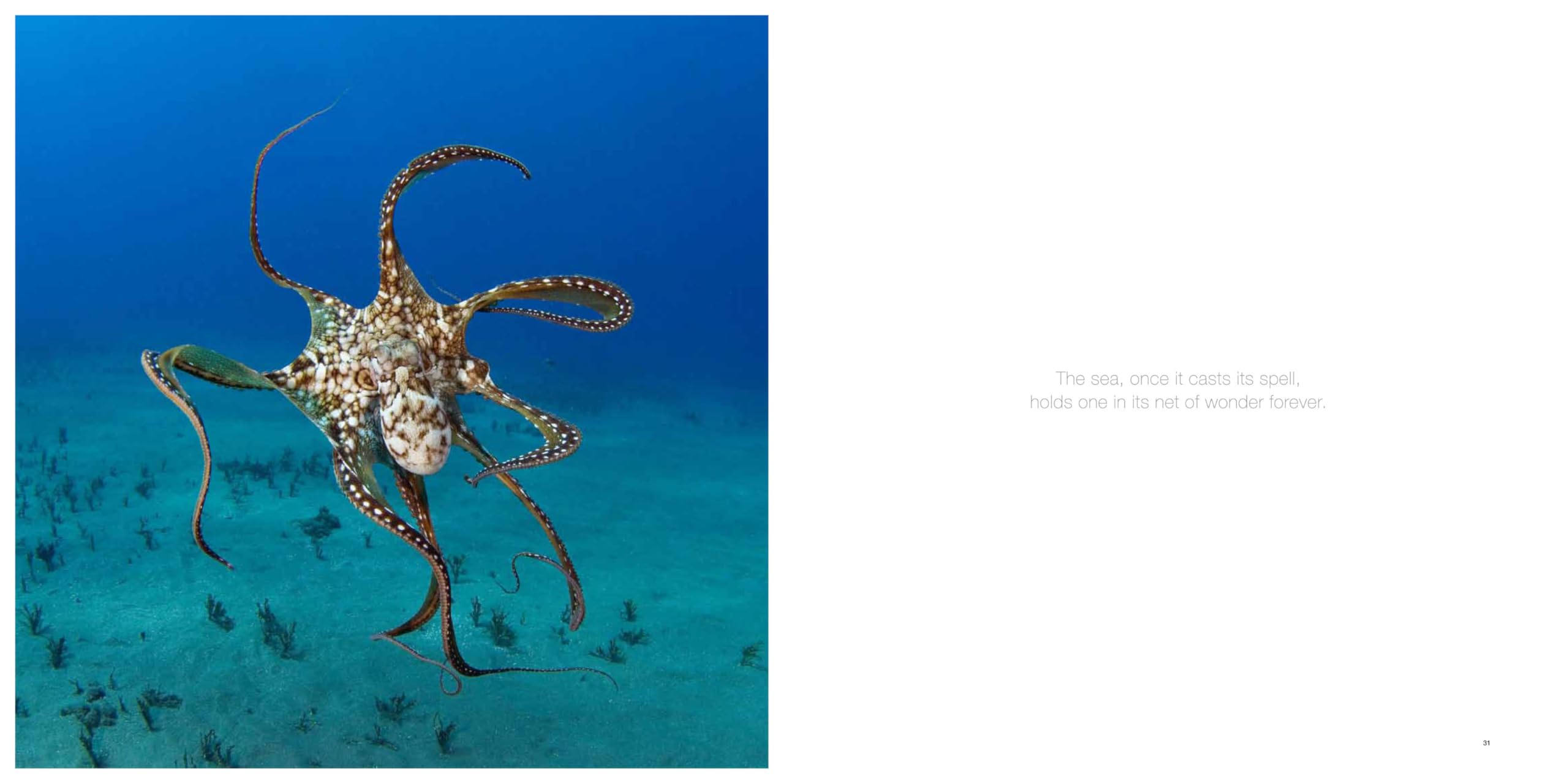 The Life And Love Of The Sea: Photographs