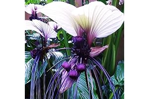 Tacca White Bat Flower Plant For Sale: Get Your White Orchid Bat Flower Today