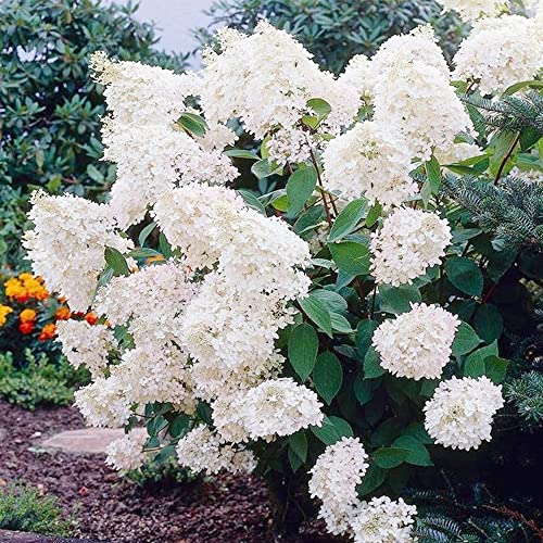 50 Oakleaf Hydrangea Seeds,Hydrangea Quercifolia - Attractive Perennial Flowering Shrub Bush Tree - Attract Pollinators & Carefree Striking Accent Hedge Privacy Screen - By Qauzuy Garden #TOP3