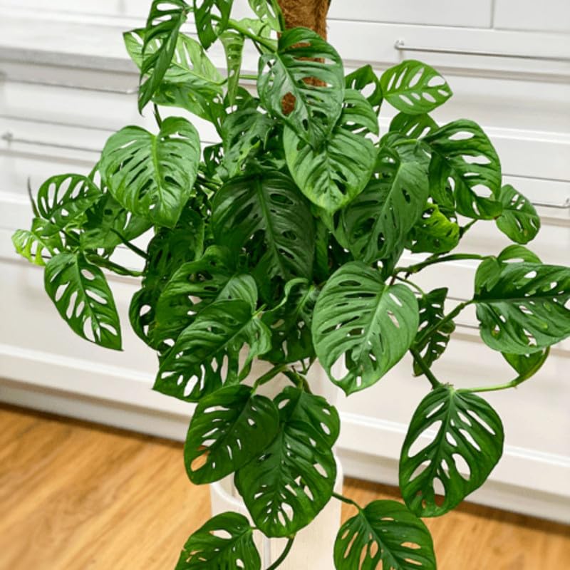 Amazon.com : 2 Monstera Plants Live Indoors, Swiss Cheese Plants Live for  Gardening, Between 5 Inc and 7 Inc in Height, Live Monstera Plant : Patio,  Lawn & Garden