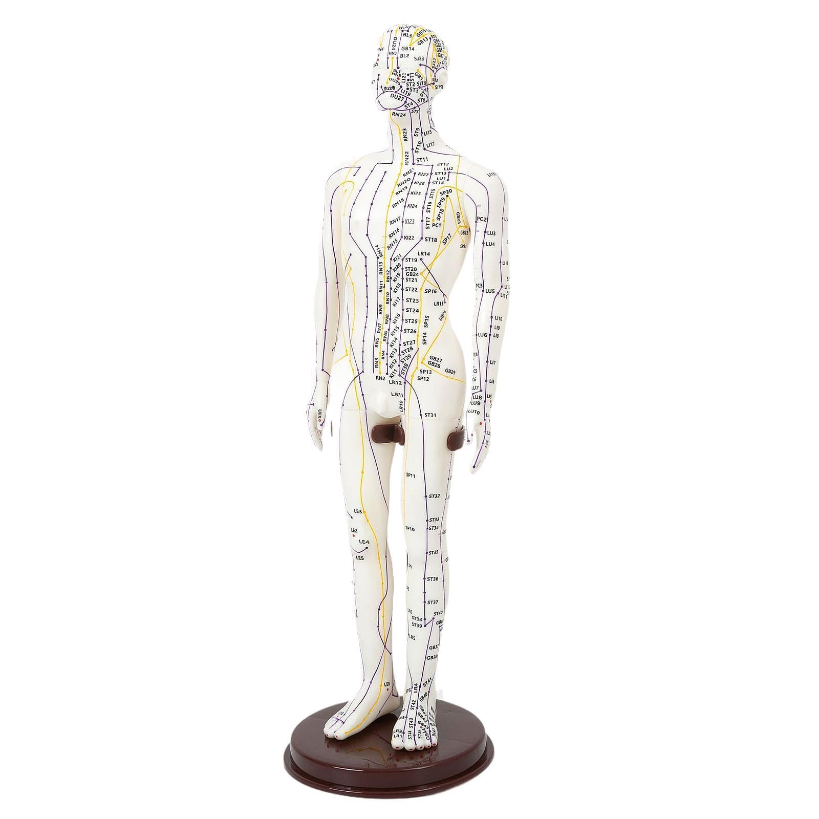 Modèle D'acupuncture Des Méridiens de La Médecine Chinoise avec Socle D'étude, Hauteur Polyvalente de 50 Cm (20 Pouces) avec Points En Anglais, Mâle