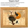 Wood Eagle Nest Box - Handmade USA - Unmatched Quality - Unique, No Two are the Same - Original Work of Wood-Art. A Eagles-Nest Gift, Ring, Trinket or Wooden Jewelry Boxes (4103 Eagle's Nest 4x5x1.5) #1
