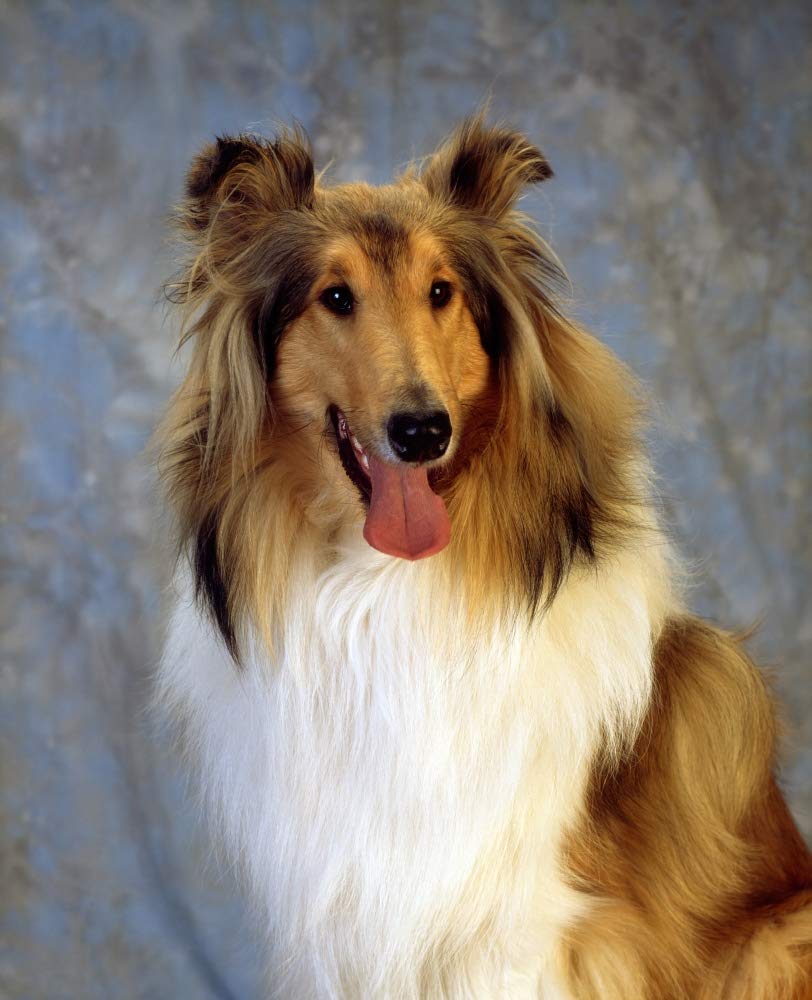 Amazon.com: Posterazzi DPI1817726 Rough Collie Dog Irish Image