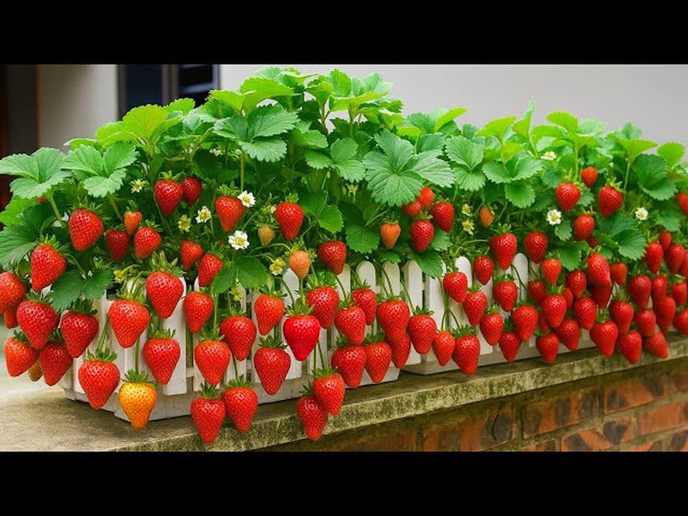 Red Climbing Hanging Strawberry Seeds for Planting - Everbearing Garden Fruit 200+ Pcs Seeds