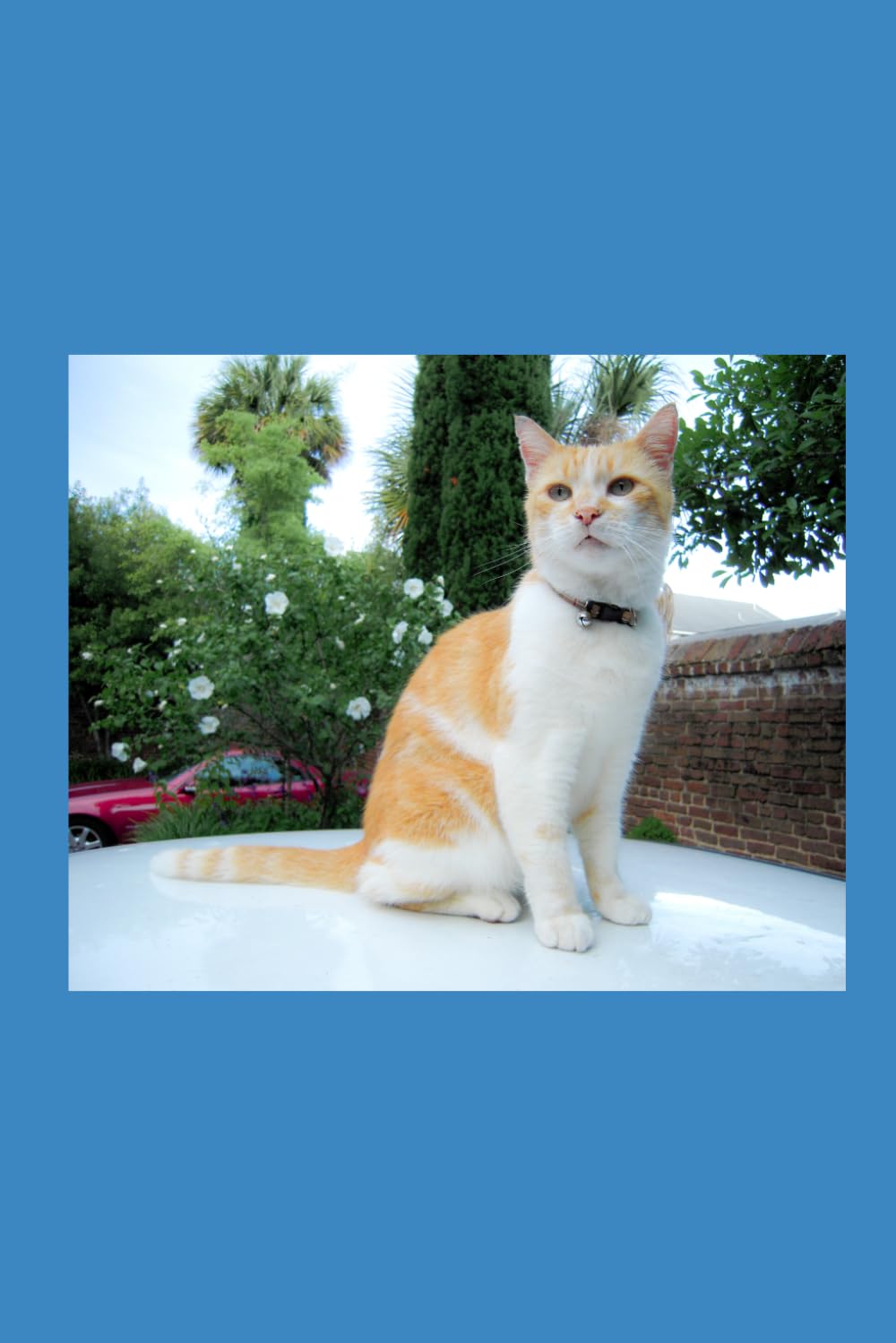 MY FRIENDS CATS: Stories on cats I have met
