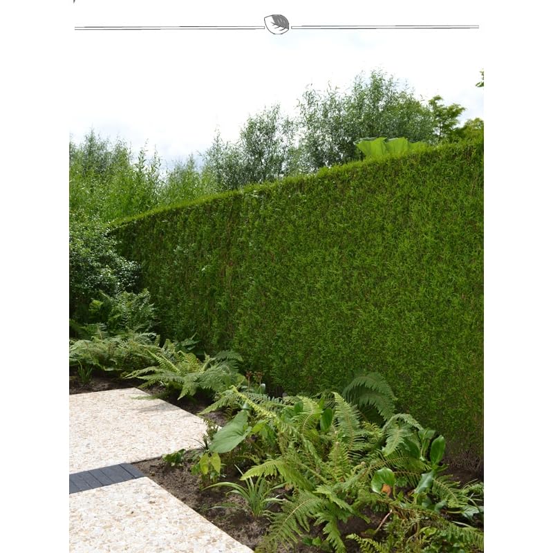 Lebensbaum Thuja Brabant 200-225 cm. 10 Thuja Pflanzen. Sichtschutz Hecke