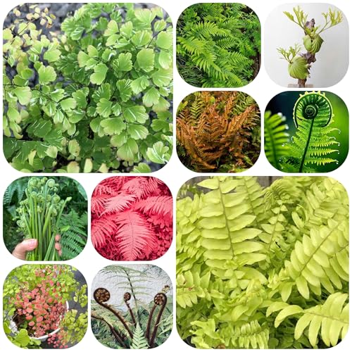 farn, farne, seltene grünpflanzen kräuterbeet balkon exotische kräuterpflanzen geschenk nachhaltige produkte farnsamen zimmerpflanze 85pcs