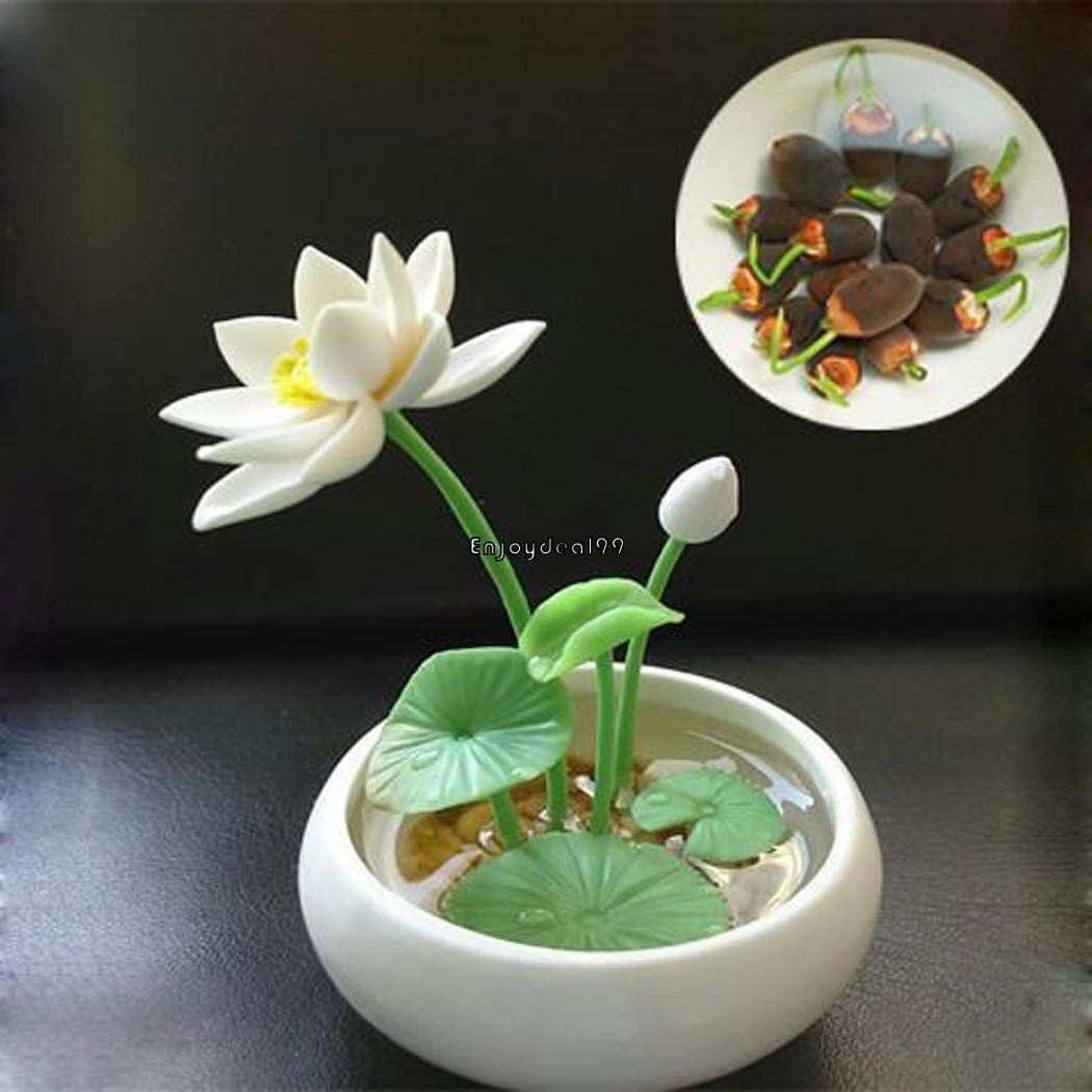 Portal Cool C: Creative Office Mini Cute Doll Anion Potted Plant Seed Home Desktop Flowerpot