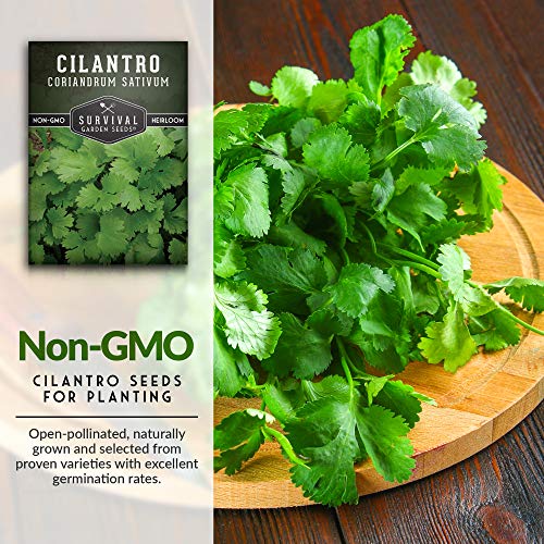 Cilantro Seeds for Planting | Heirloom Non-GMO Coriander Herb | Indoor & Outdoor Garden Growing | Fast Growing, Reliable Harvest – Survival Garden Seeds (1 Pack) - Image 3
