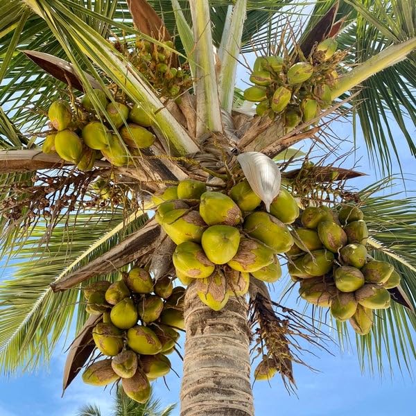 Eroanvia Maypan Coconut Coconut Tree Plant Hybrid (Plant height 1.5-2.5  Feet) Furit After 4-5 Year Pack Of 1 Healthy Live Fruit Plant For Home  Garden : Amazon.in: Garden & Outdoors