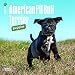 American Pit Bull Terrier Puppies 2017 Mini 7x7 (Multilingual Edition)