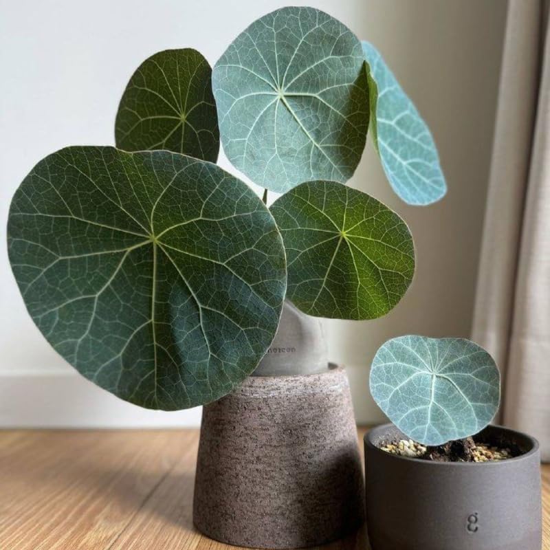 Stephania Cephalantha Live Plant, 3.5-4" Caudex with Sprouts, Rare Hardy Caudex Succulent Houseplant for Indoor Growing and Home Décor