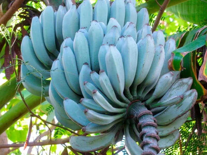 Gurveplantationi® - Banana Live Plant with Plastic Pot. (Blue Java Banana) (B09X33D88W) Amazon Price History, Amazon Price Tracker