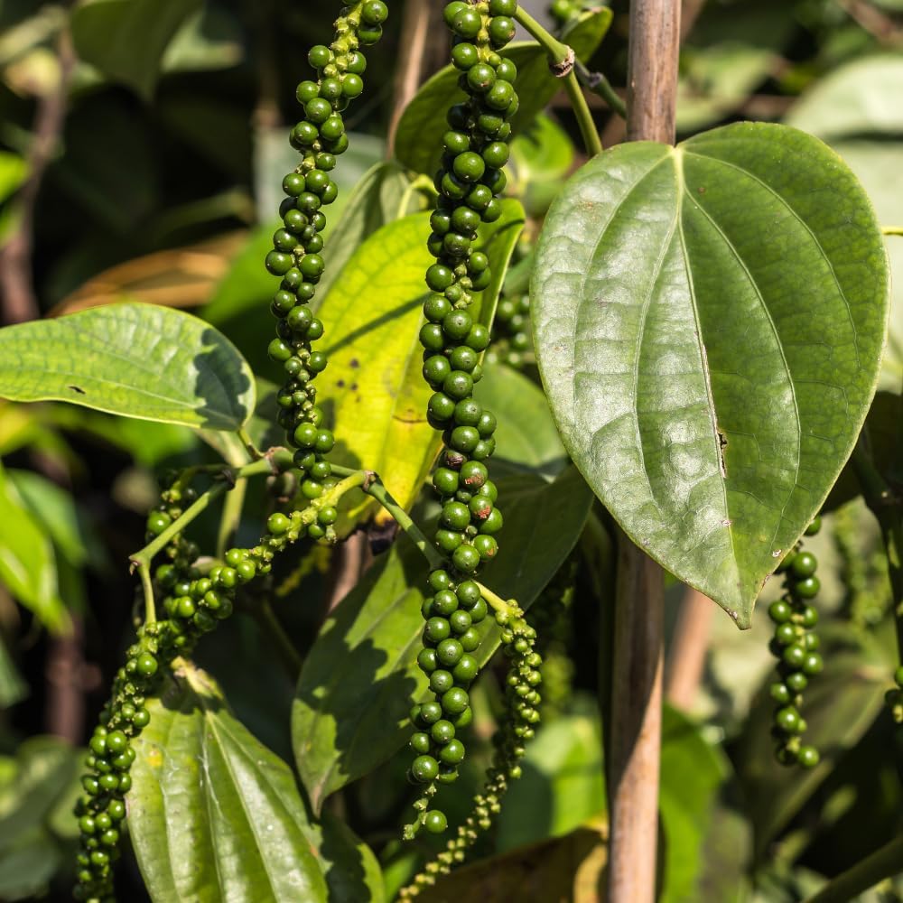 Black Pepper Plant, Black Pepper Tree Plant, Piper Nigrum Vine Plants, Tropical Edible Spice, 4 to 6 Inches Tall, Indoor Outdoor Planting