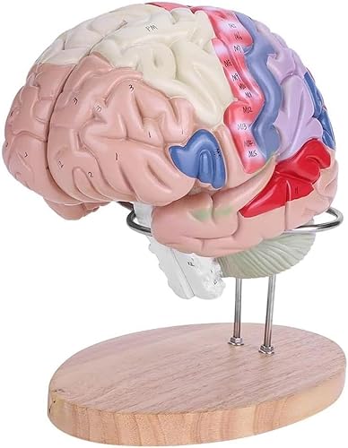 Modelo de anatomía Modelo de anatomía Modelo de anatomía Modelo de cerebro humano Modelo de cerebro de espuma con código de color, para aprendizaje